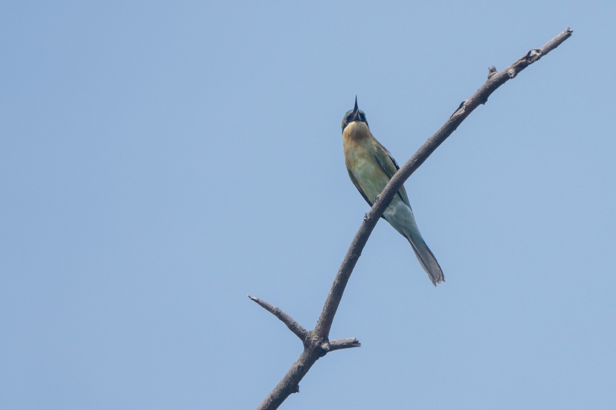 blåstjertbieter - ML645397983