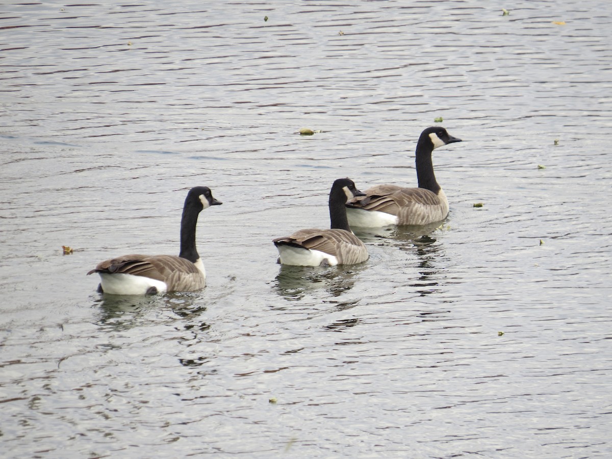 berneška velká - ML645397987