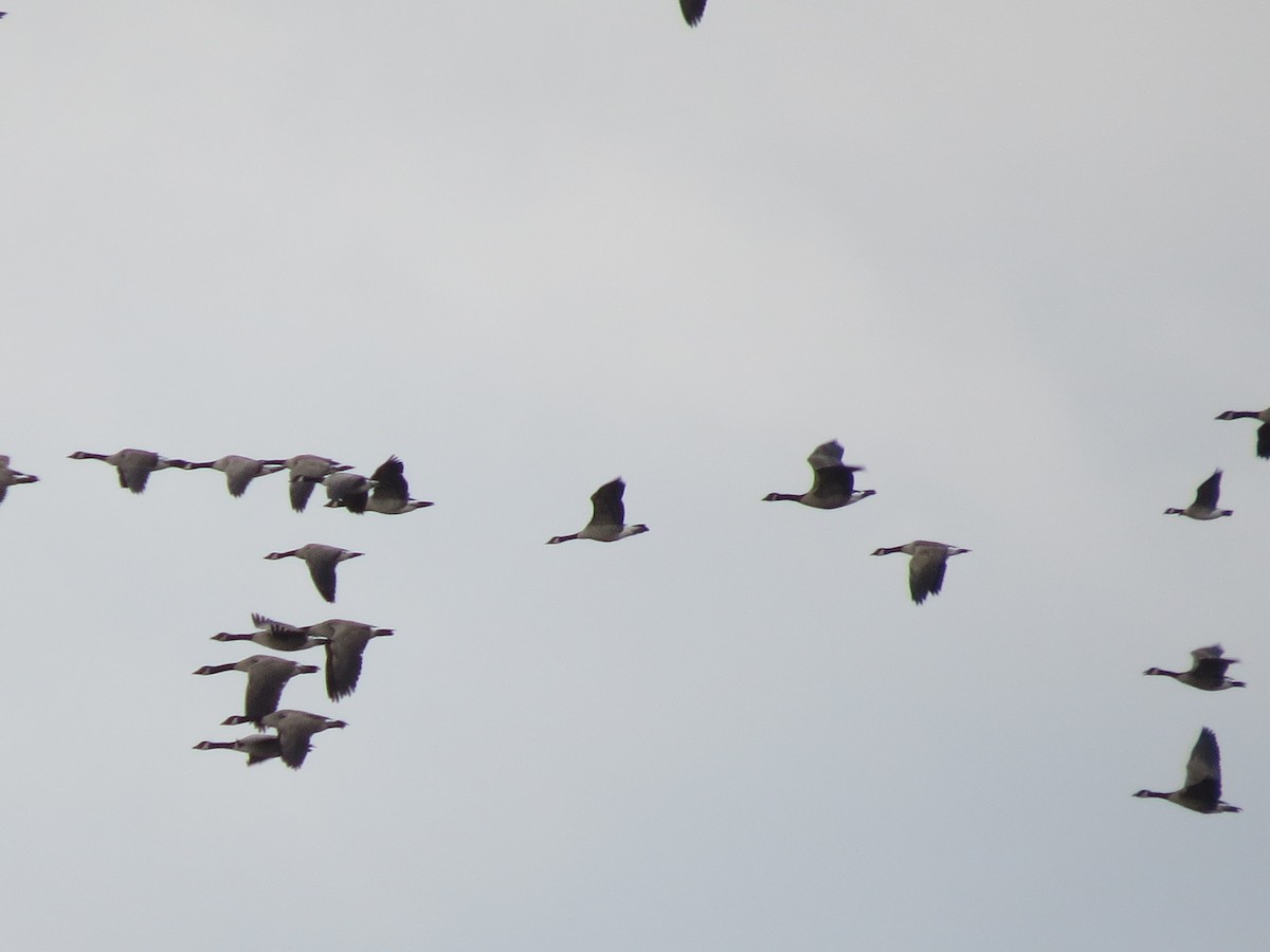 berneška velká - ML645397988