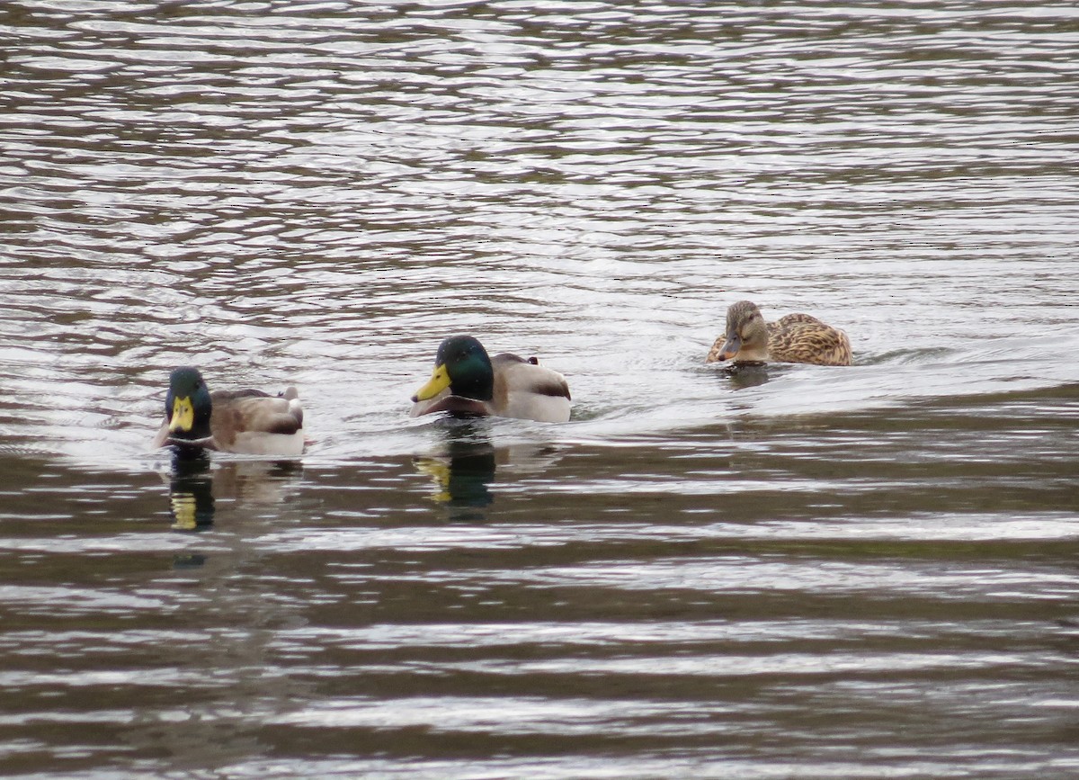 kachna divoká - ML645397989