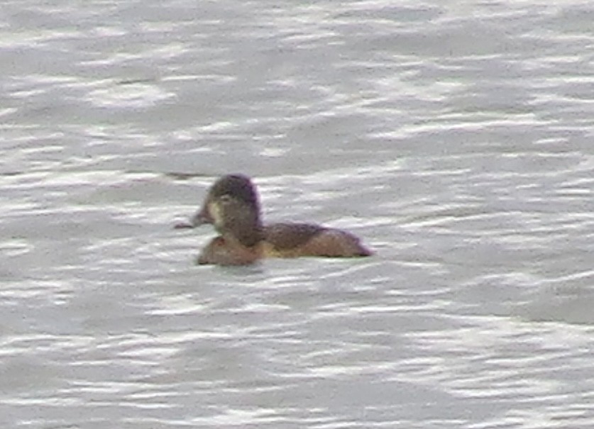 polák proužkozobý - ML645398007