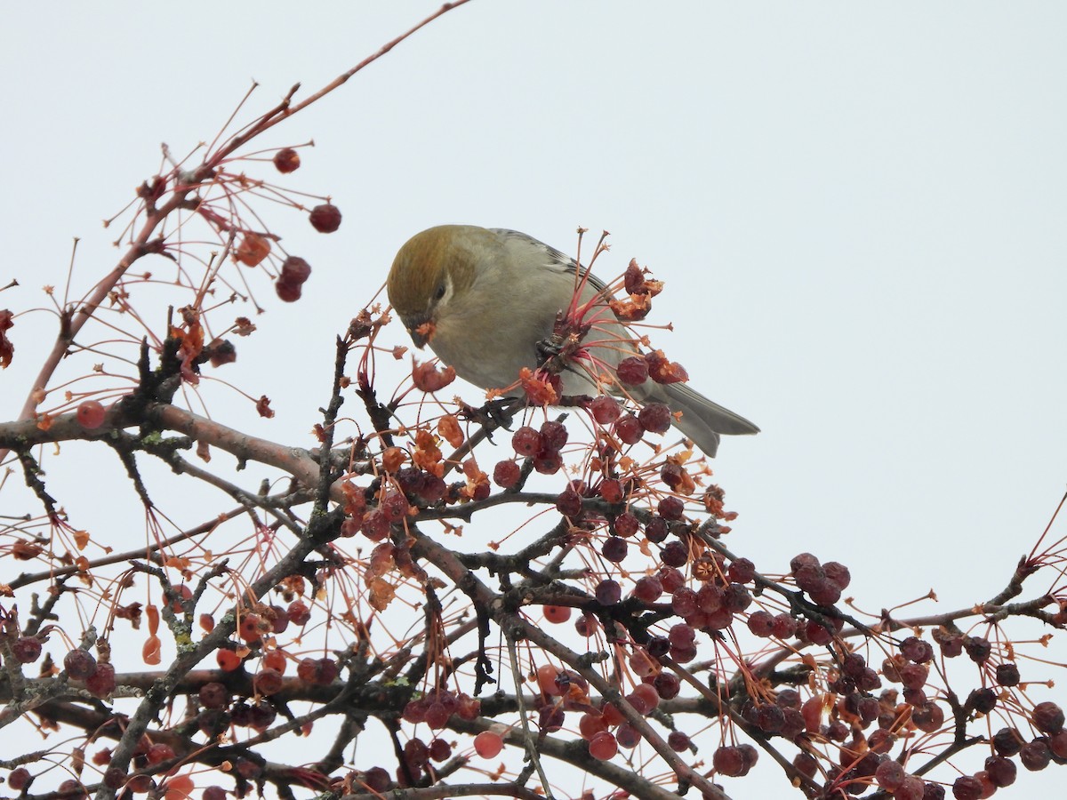 Pine Grosbeak - ML645398010