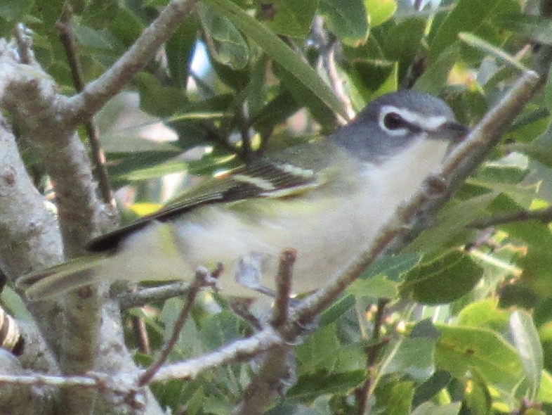 Blue-headed Vireo - ML645398011
