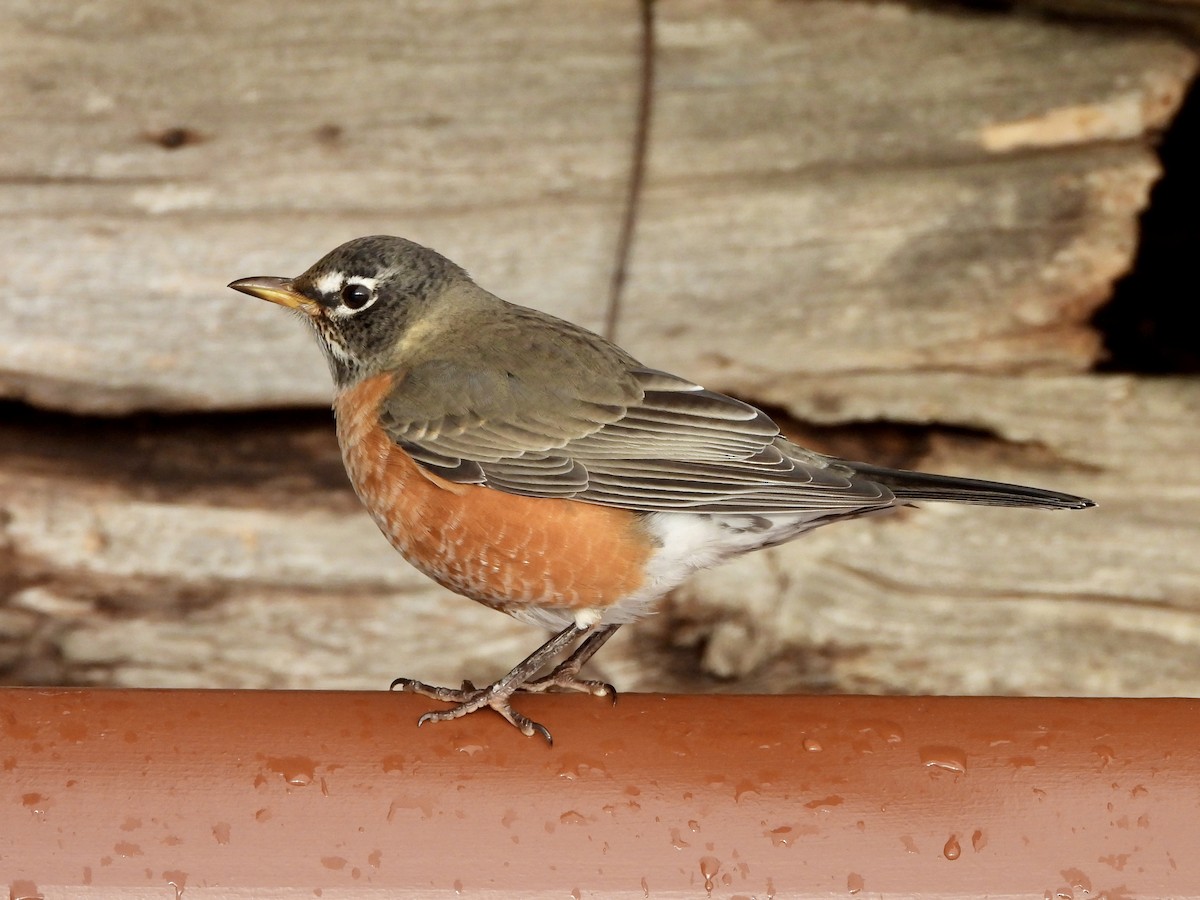 American Robin - ML645398037