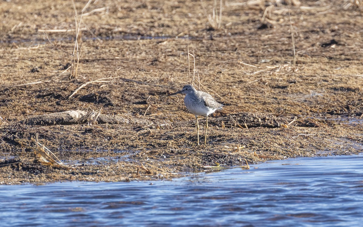 Greater Yellowlegs - ML645398038