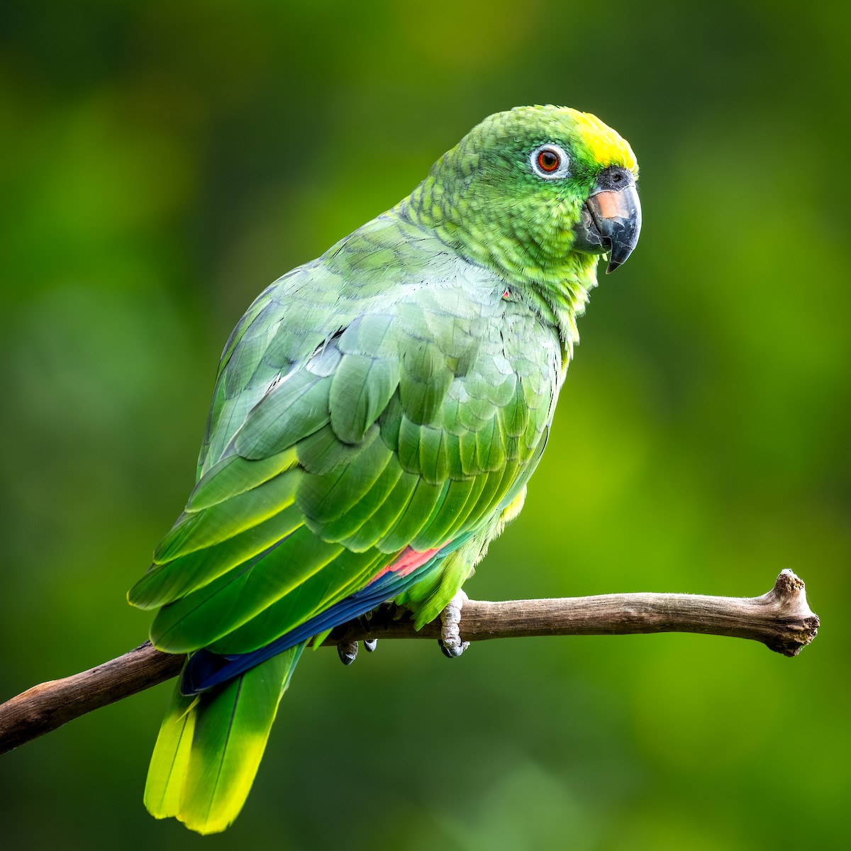 Yellow-crowned Amazon - ML645398042