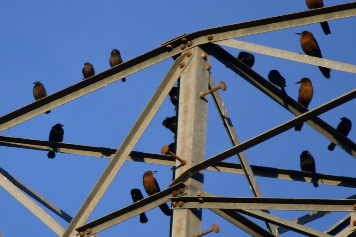 Bronzed Cowbird - ML645398057