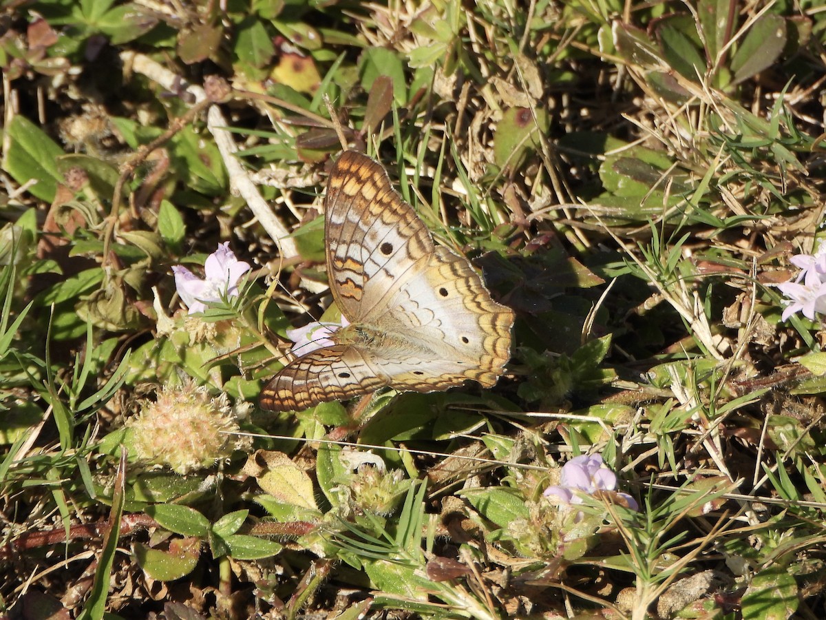 White Peacock - ML645398073