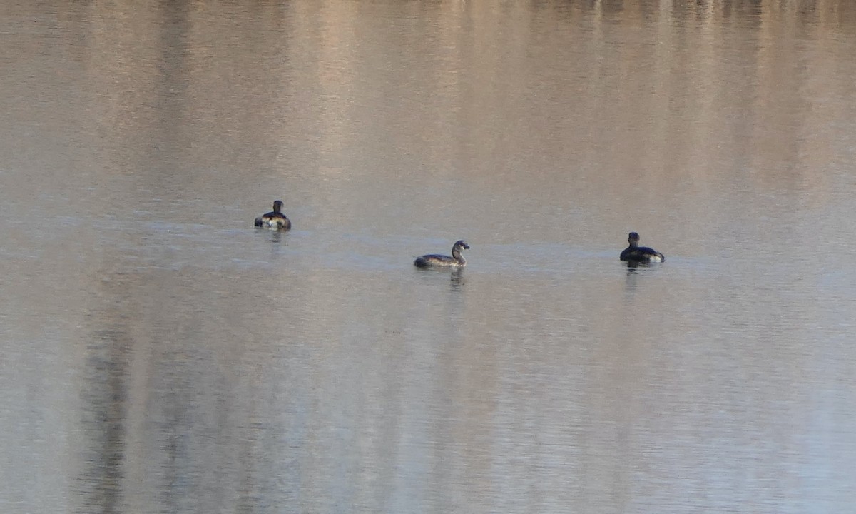 Kalın Gagalı Batağan - ML645398078