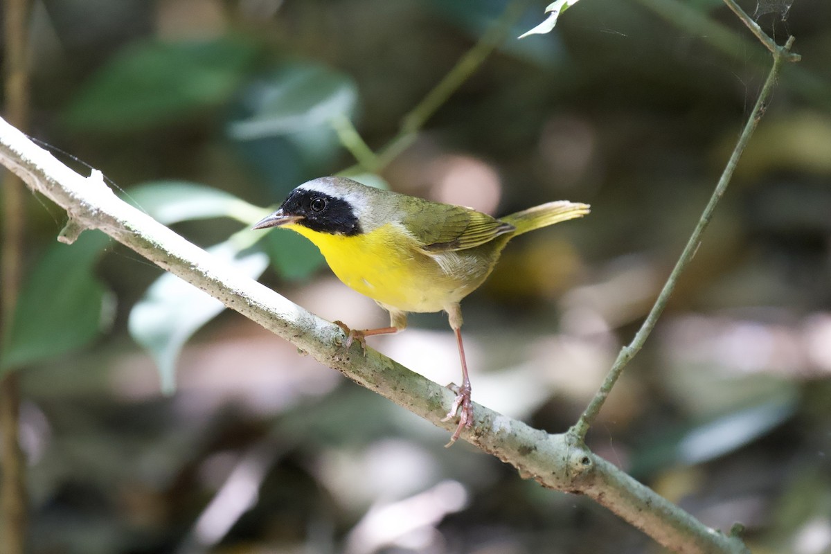 Северная желтогрудка - ML645398081