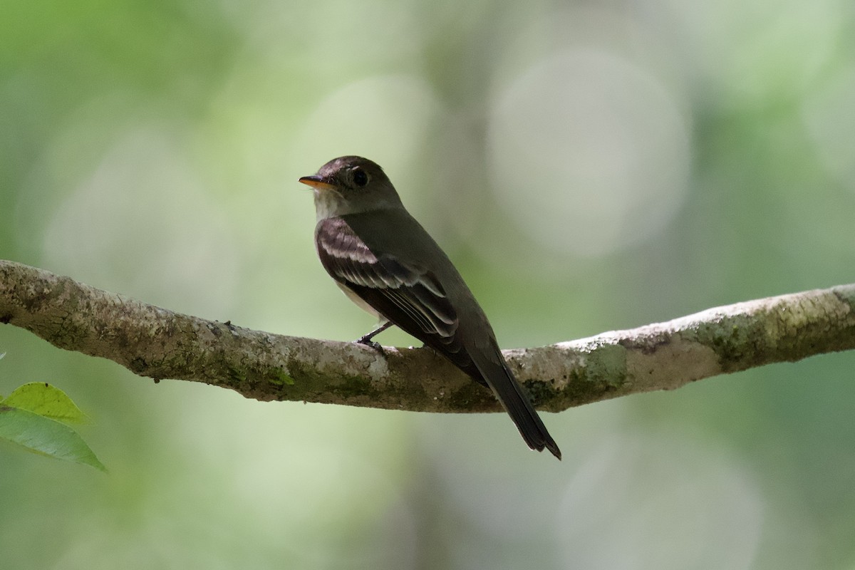 Восточный пиви - ML645398084