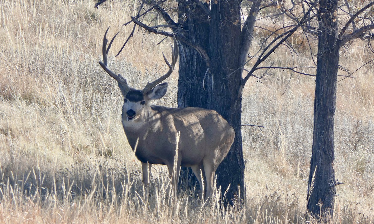 Mule Deer - ML645398089