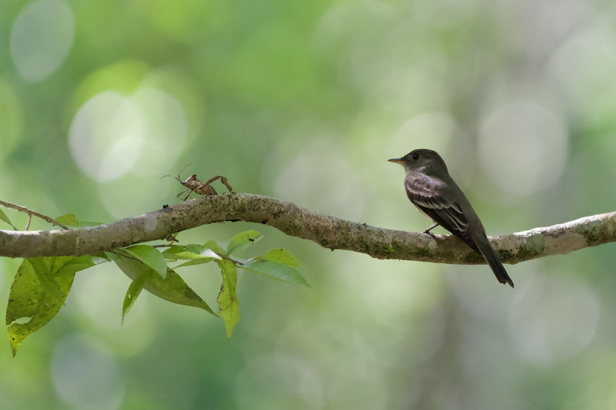 Восточный пиви - ML645398090