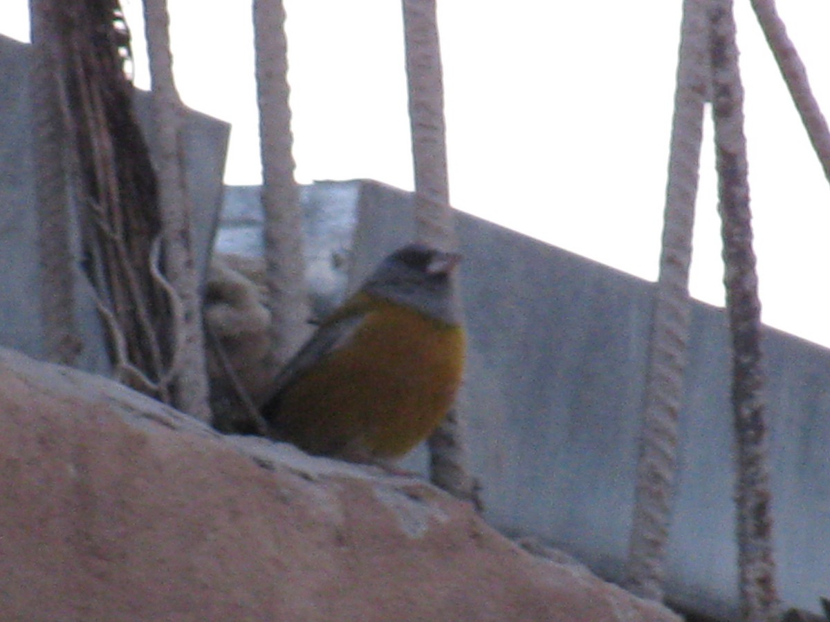 Peru And İspinozu - ML645398091