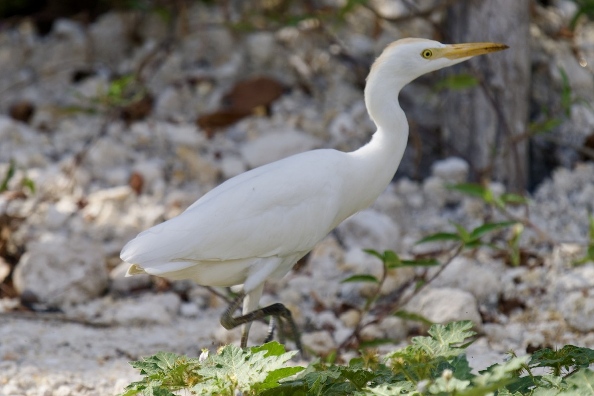 Египетская цапля - ML645398093