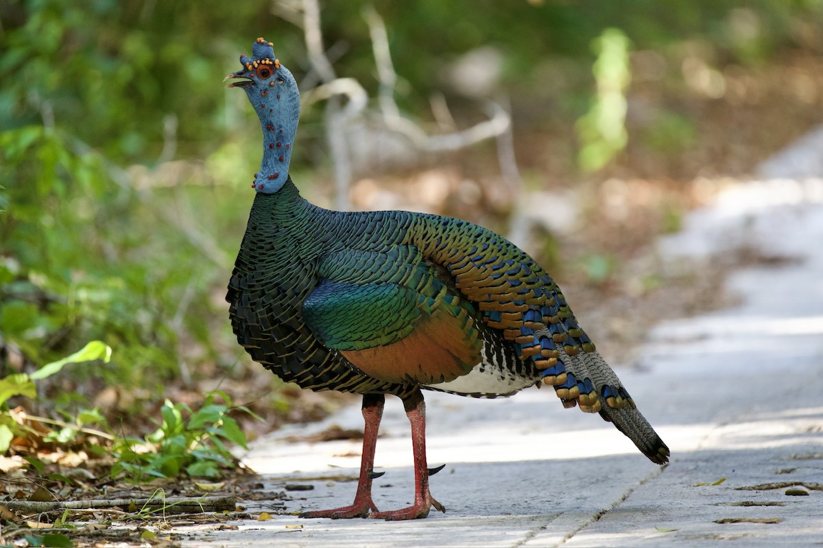 Глазчатая индейка - ML645398098