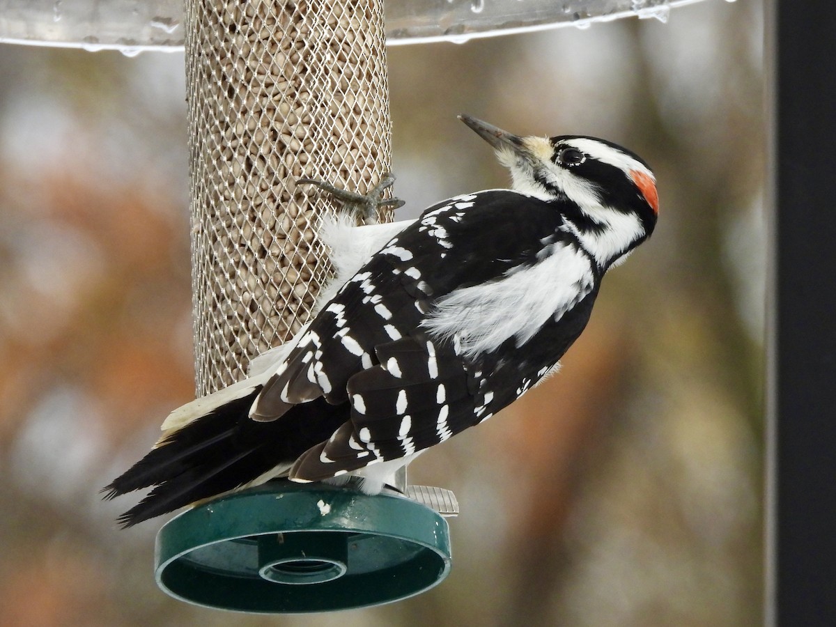Hairy Woodpecker - ML645398105