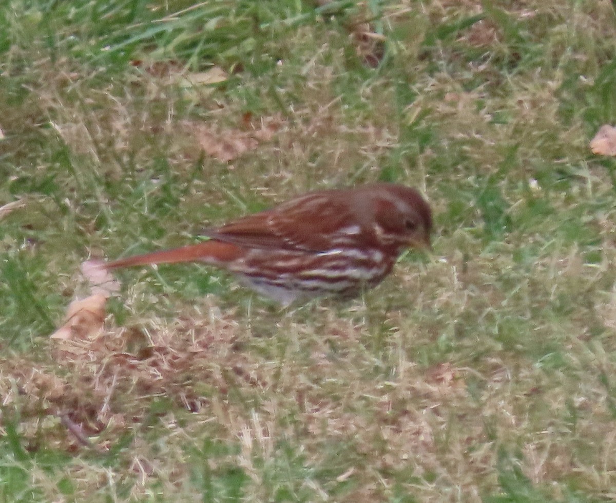 Fox Sparrow - ML645398115
