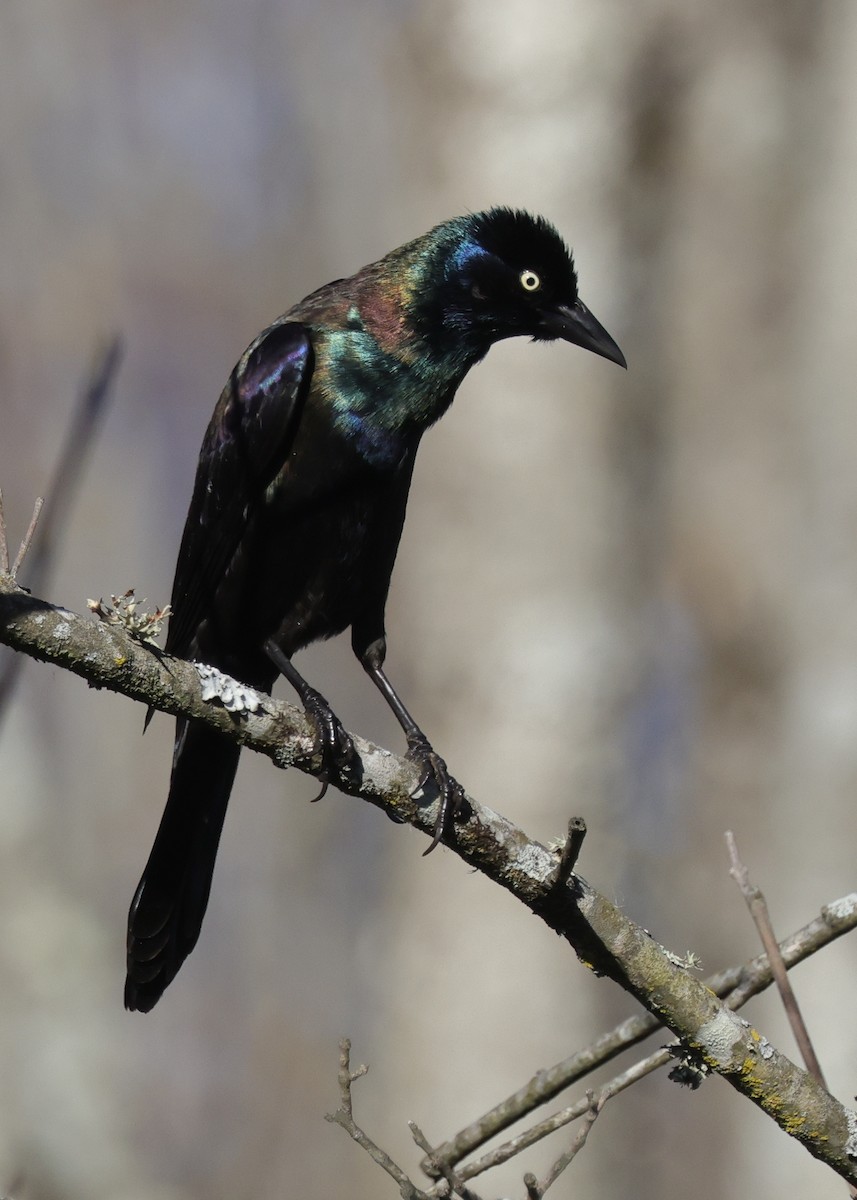 Common Grackle (Bronzed) - ML645398117