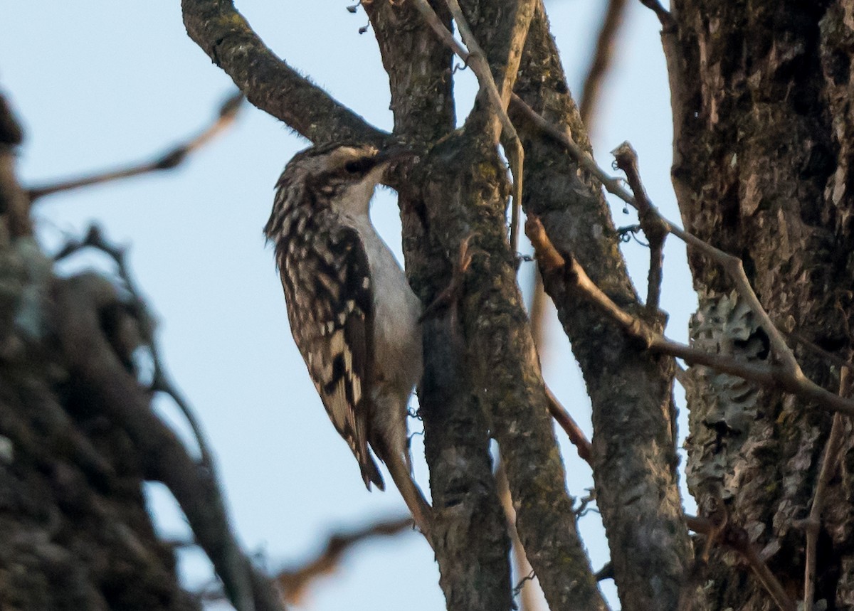 amerikatrekryper - ML645398119