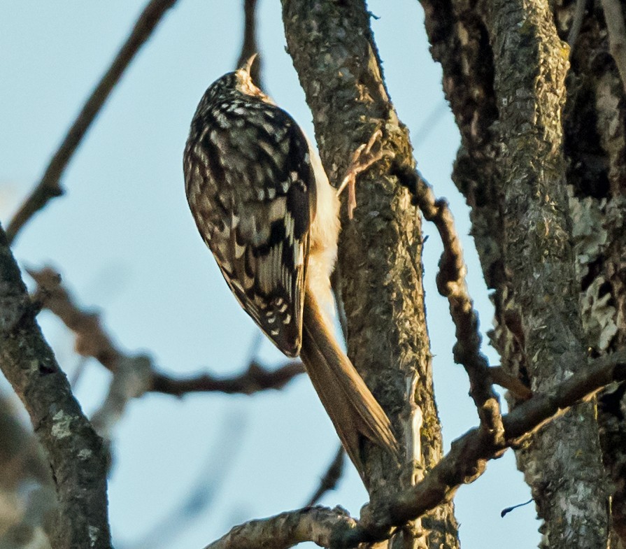 amerikatrekryper - ML645398120