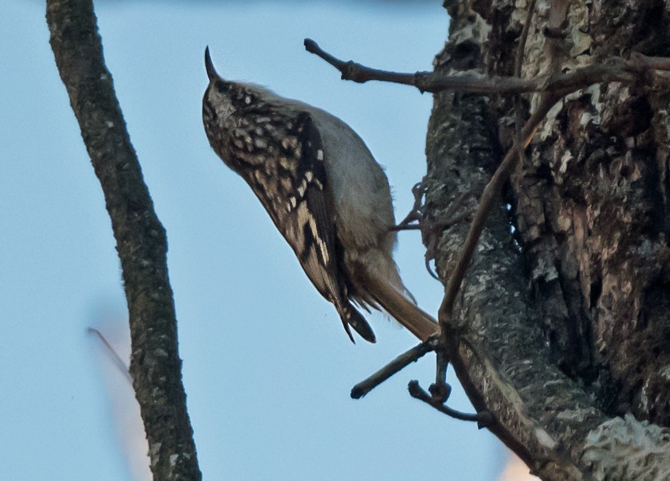 amerikatrekryper - ML645398121