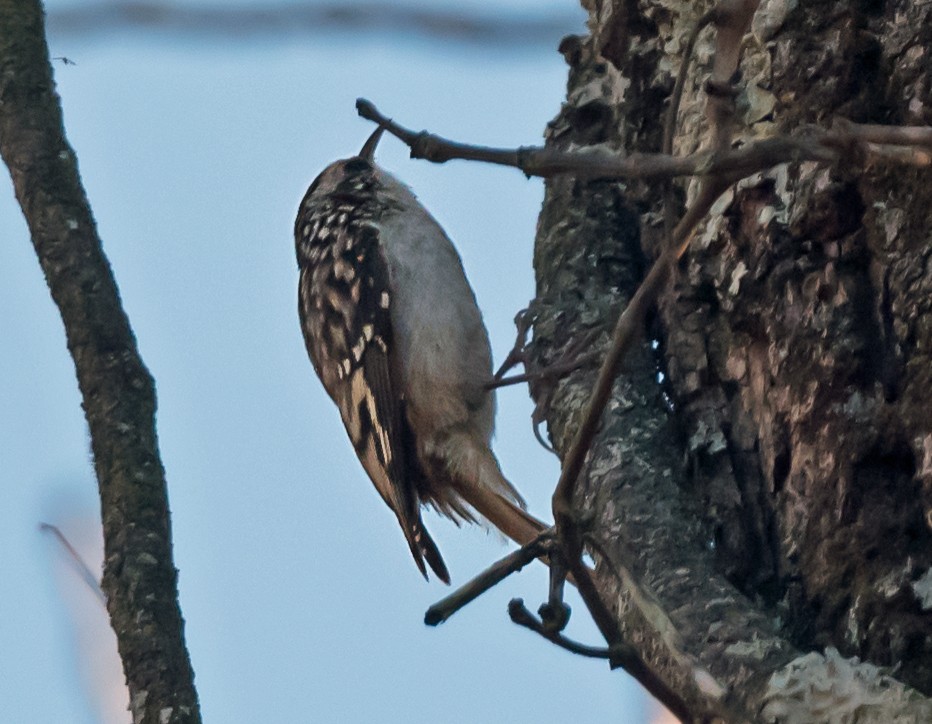 amerikatrekryper - ML645398122