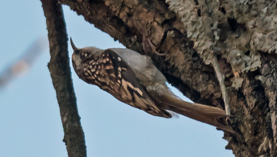 amerikatrekryper - ML645398123