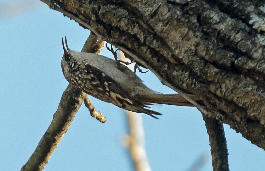 amerikatrekryper - ML645398124