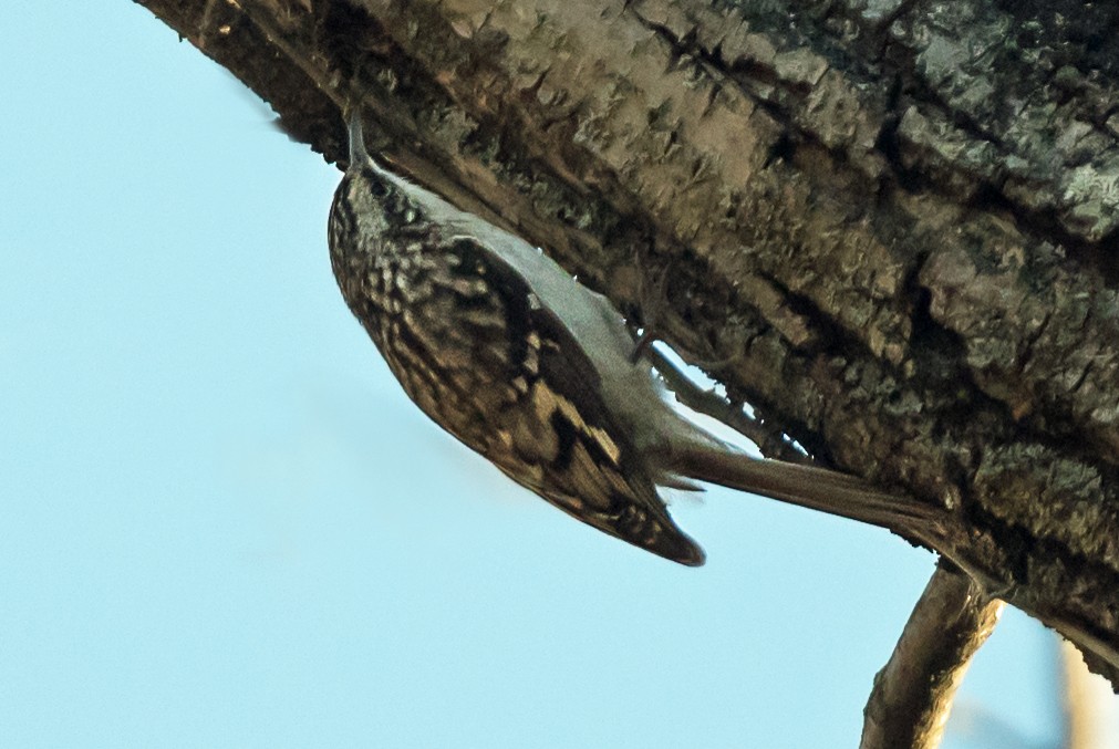 amerikatrekryper - ML645398125