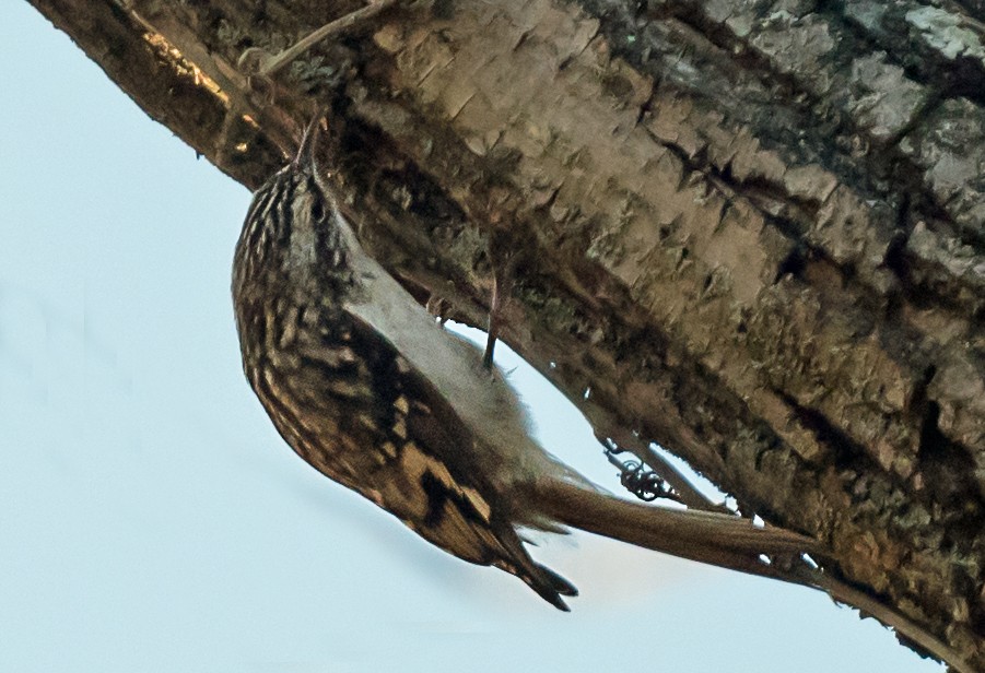 amerikatrekryper - ML645398126