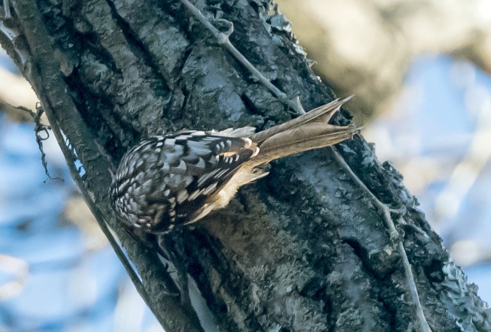 amerikatrekryper - ML645398127