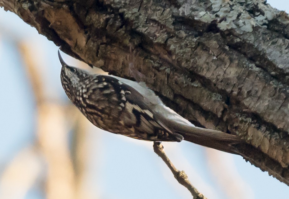 amerikatrekryper - ML645398128