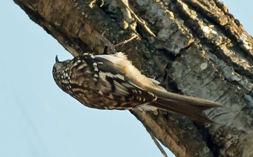 amerikatrekryper - ML645398129