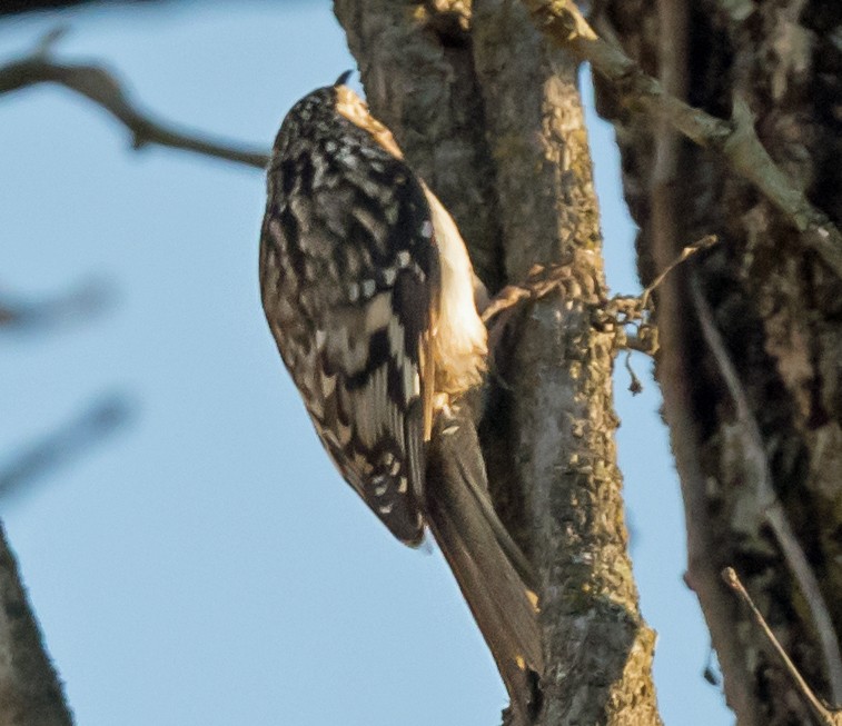 amerikatrekryper - ML645398130