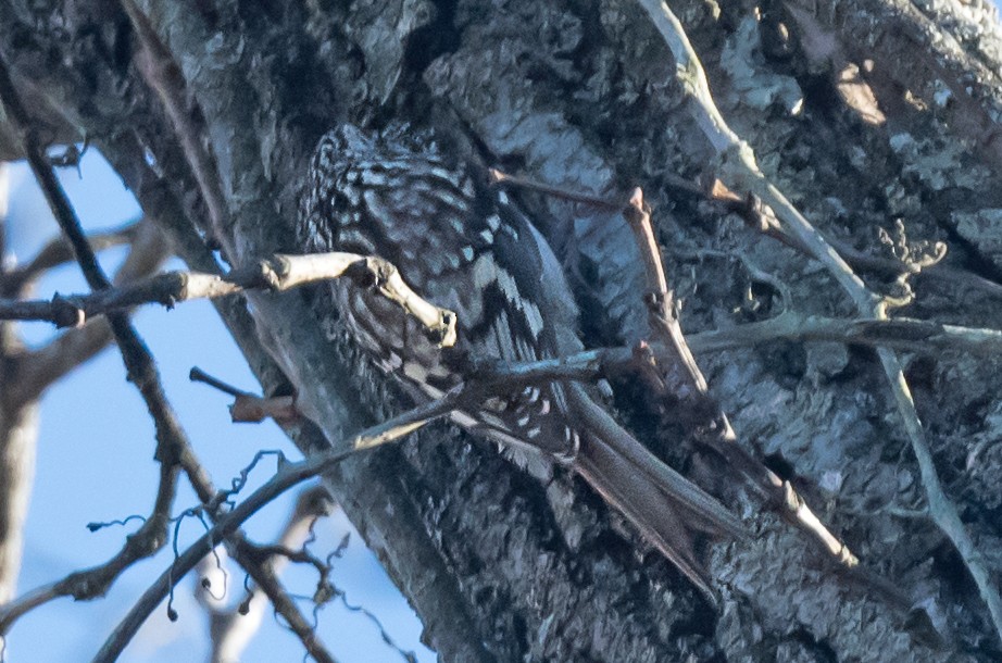 amerikatrekryper - ML645398131