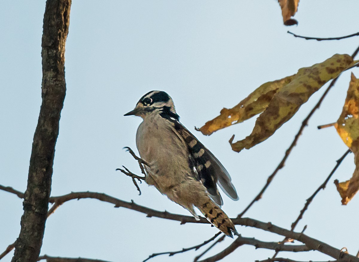 amerikatrekryper - ML645398132