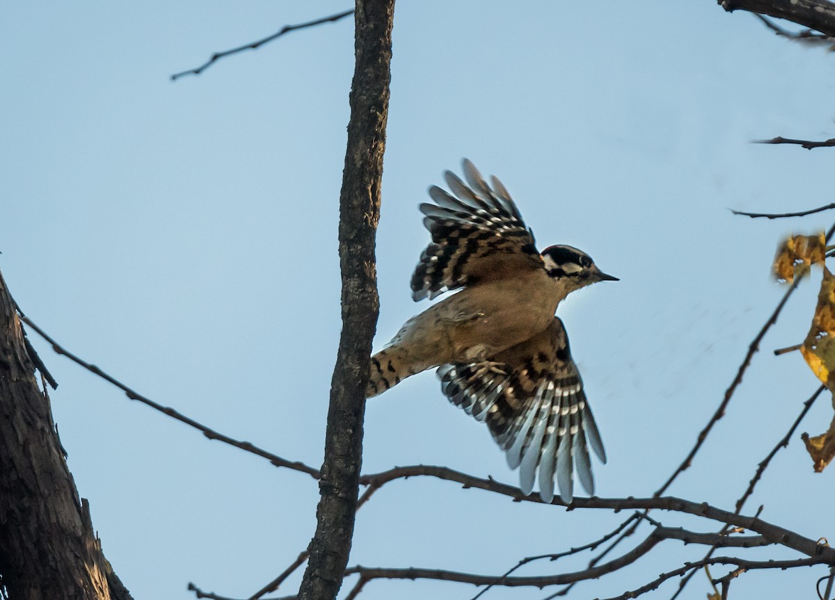 amerikatrekryper - ML645398133