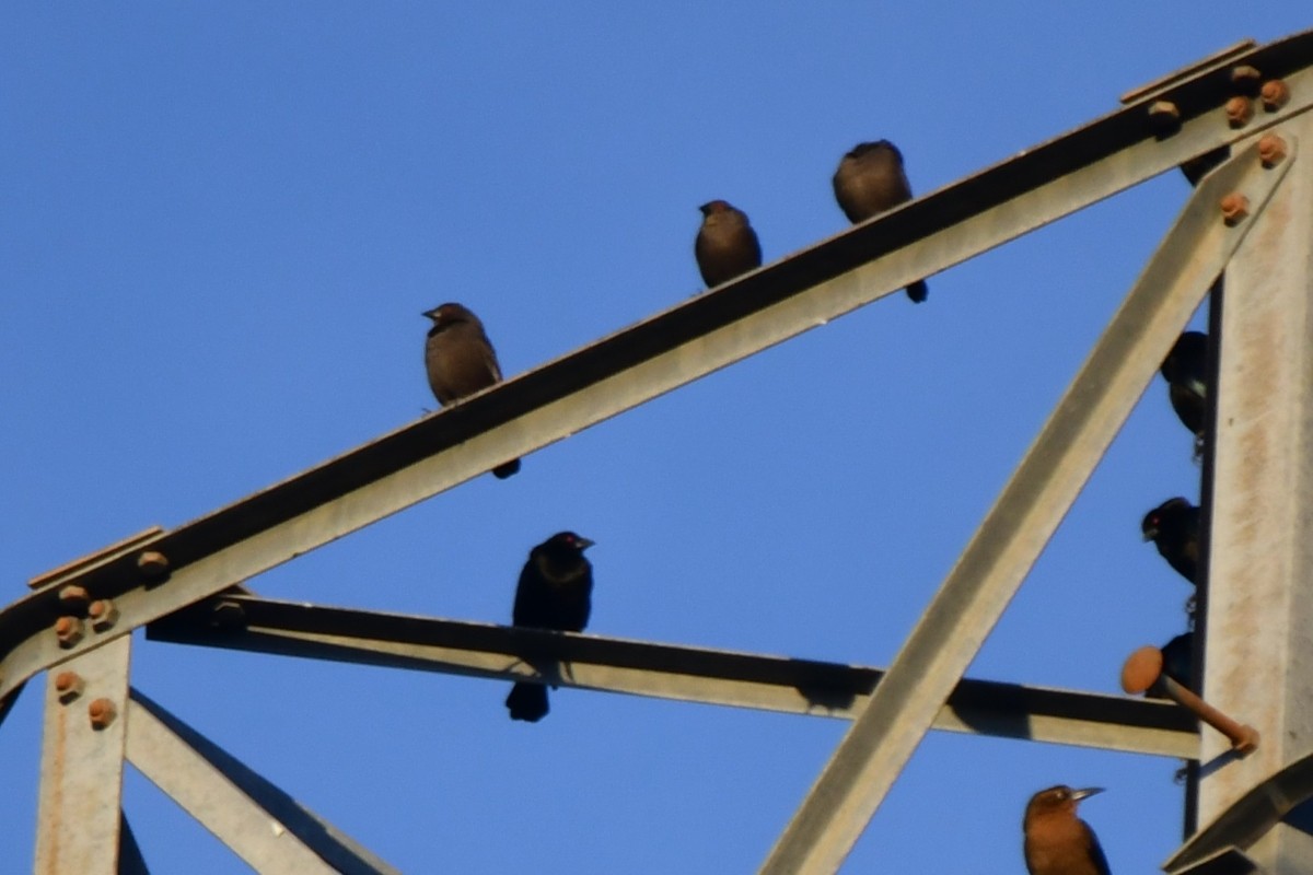 Bronzed Cowbird - ML645398135