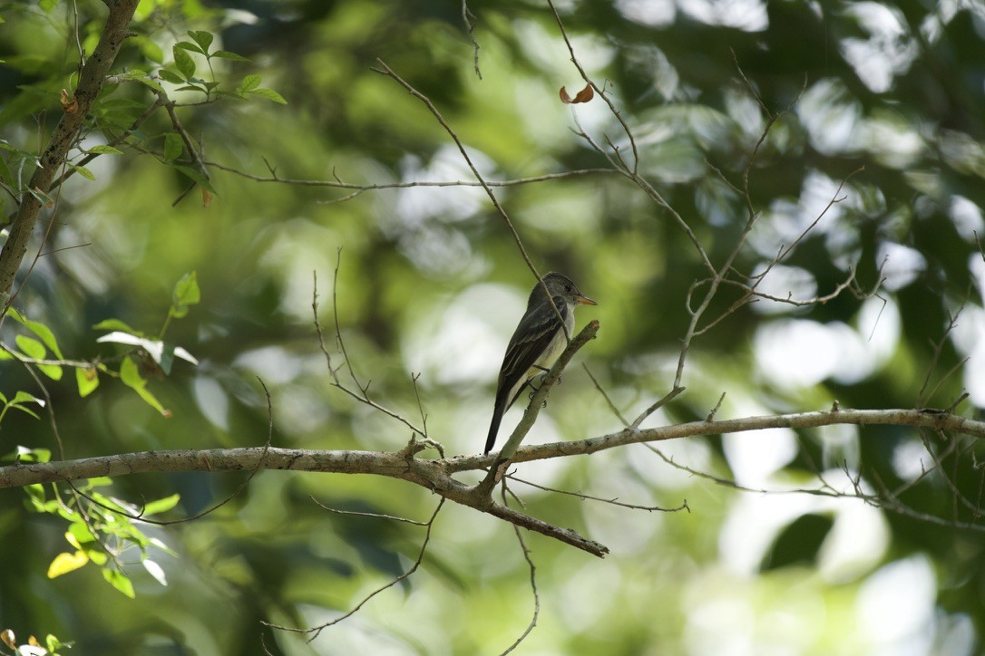 Восточный пиви - ML645398136