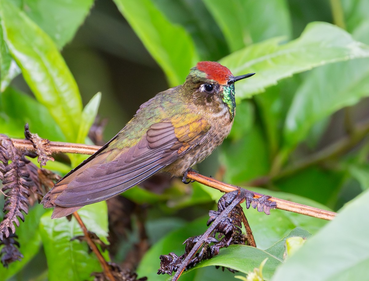 Rufous-capped Thornbill - ML645398142