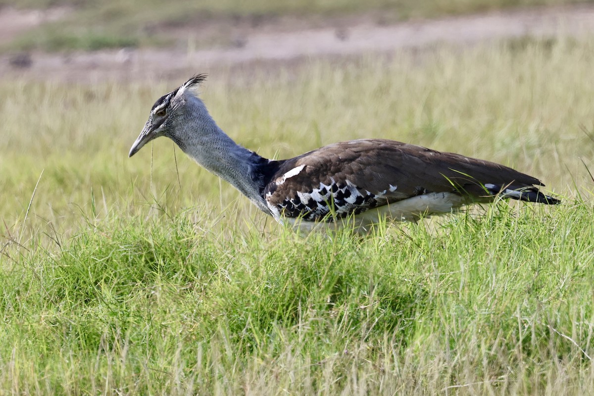 Дрофа-кори - ML645398148