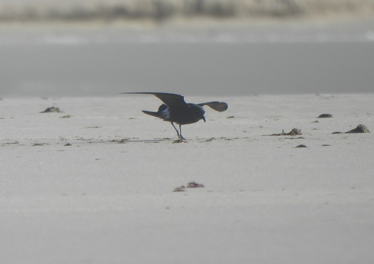 Wellenläufer - ML645398150