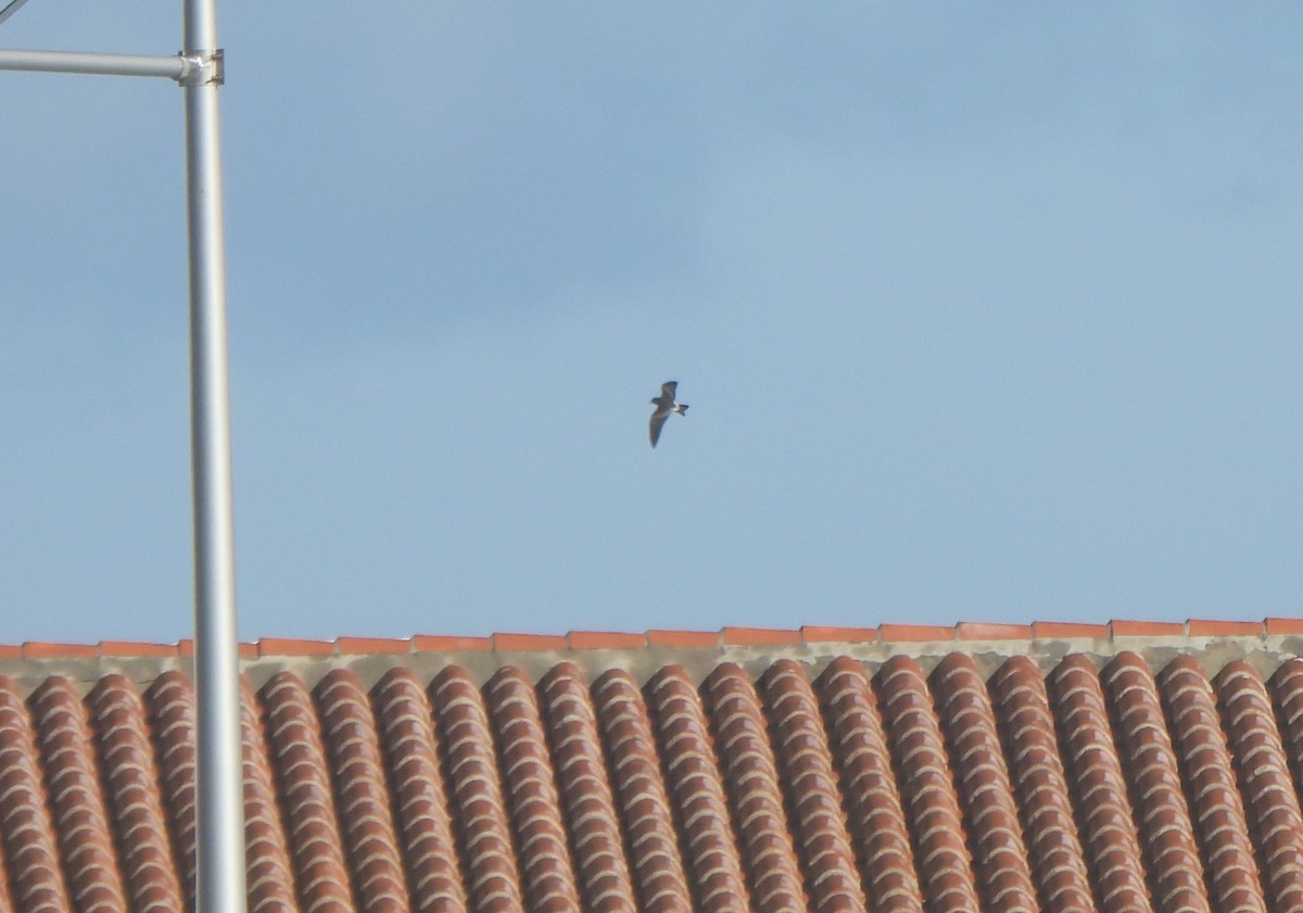 Wellenläufer - ML645398151