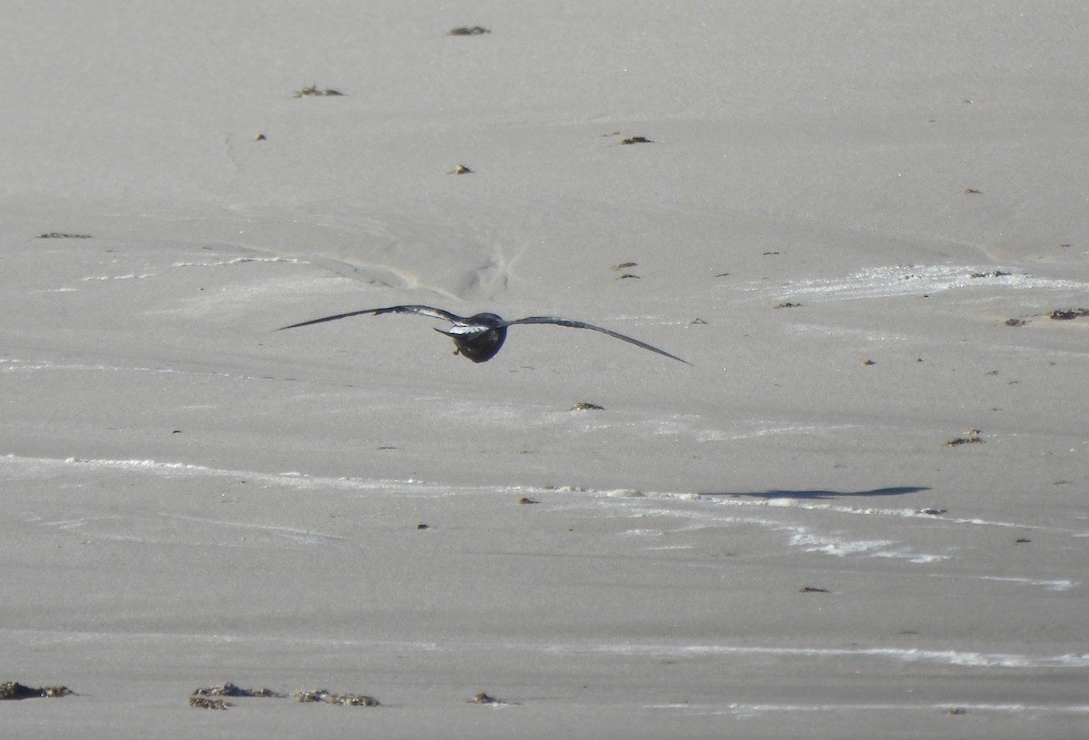 Wellenläufer - ML645398152