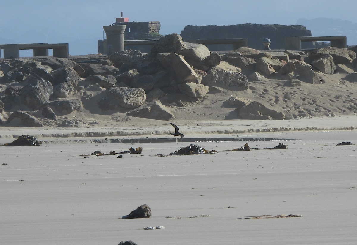 Wellenläufer - ML645398153