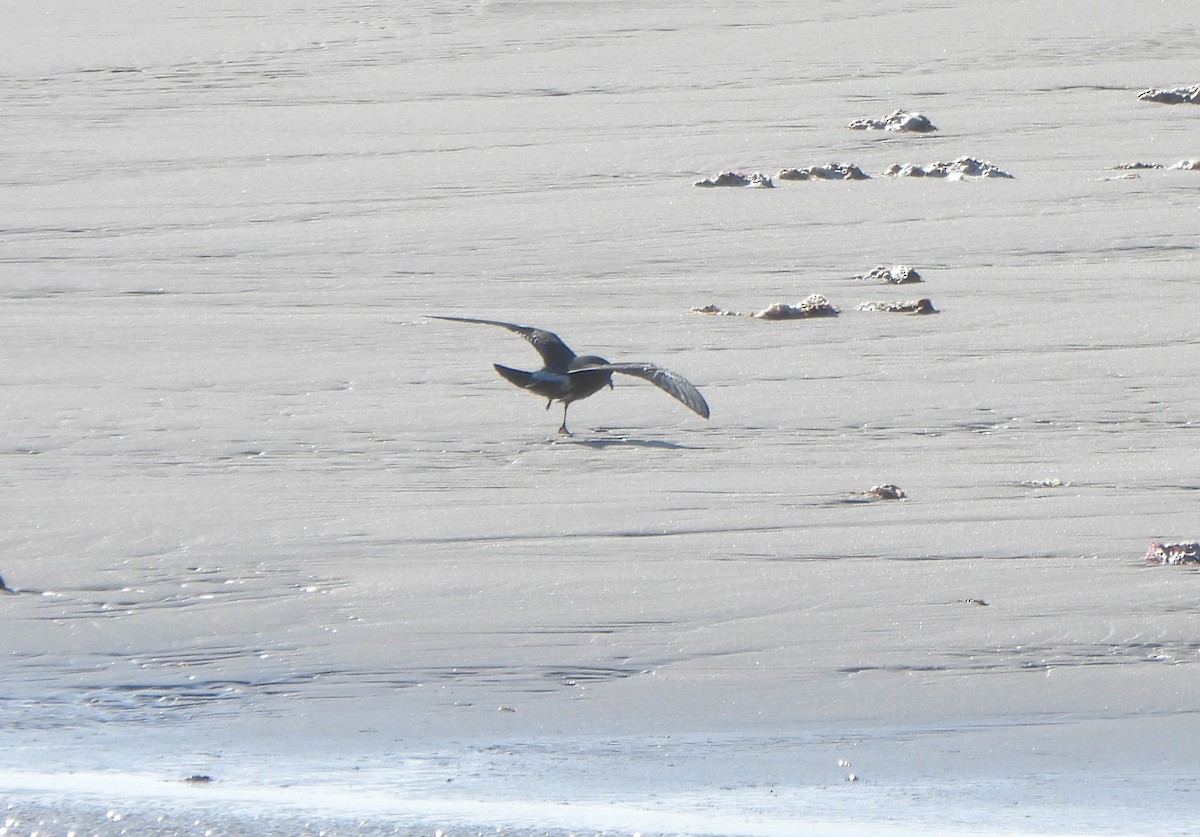 Wellenläufer - ML645398154