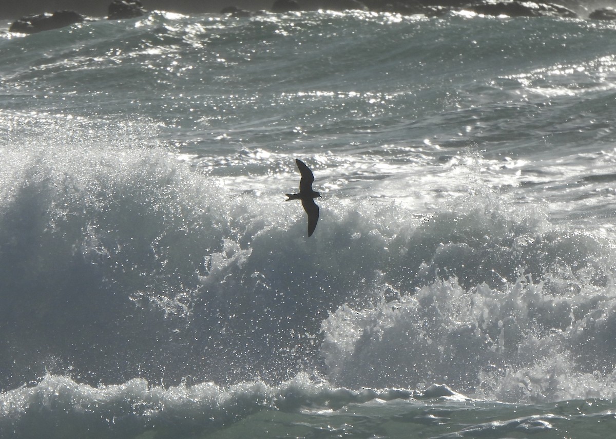 Wellenläufer - ML645398155