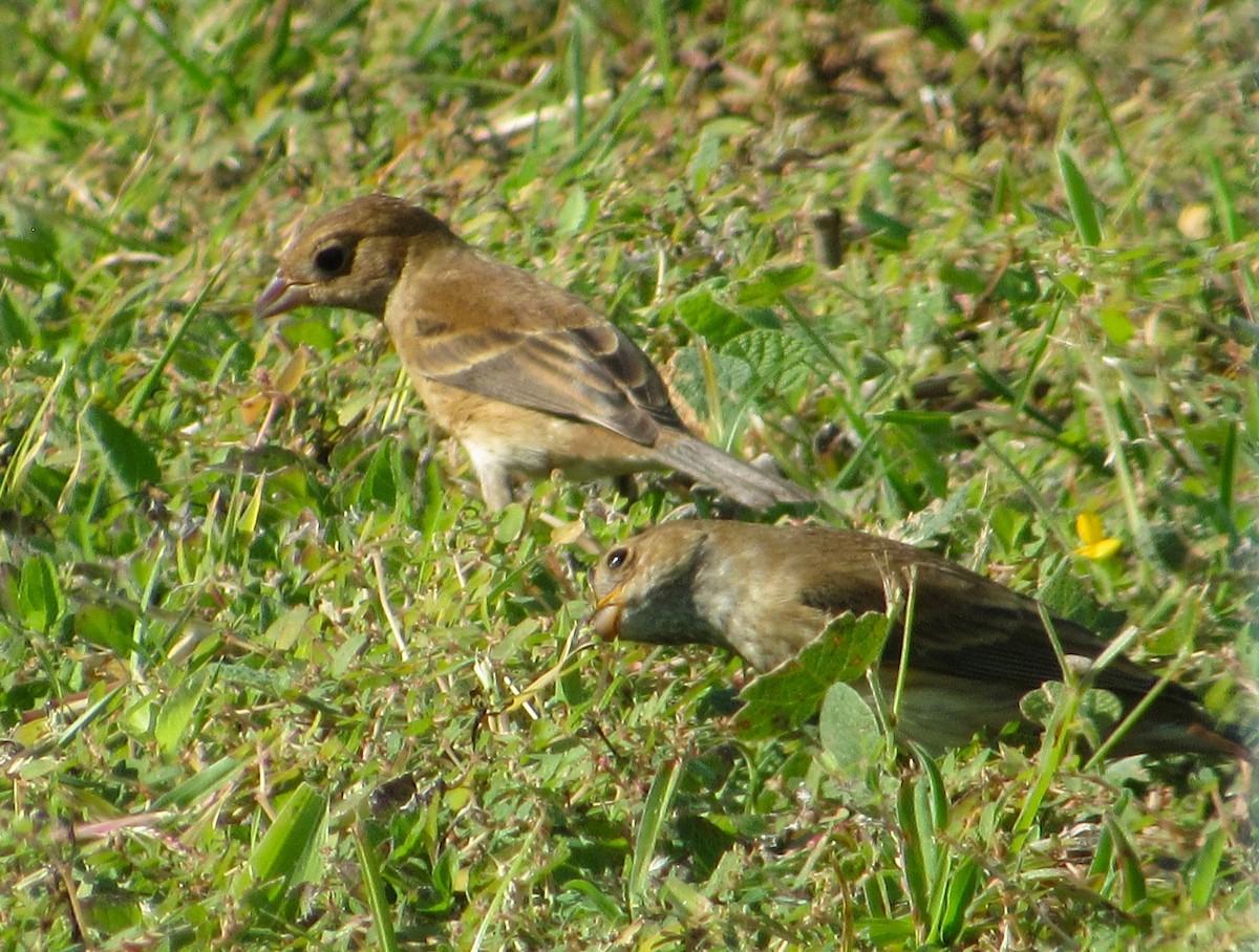 Индиговый колорин - ML645398169