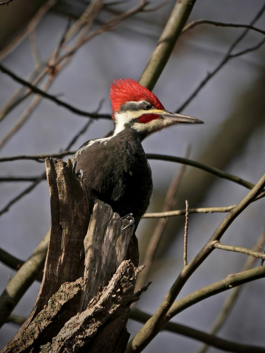 Хохлатая желна - ML645398170